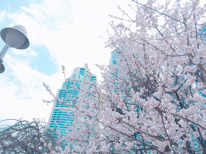 cherry blossoms