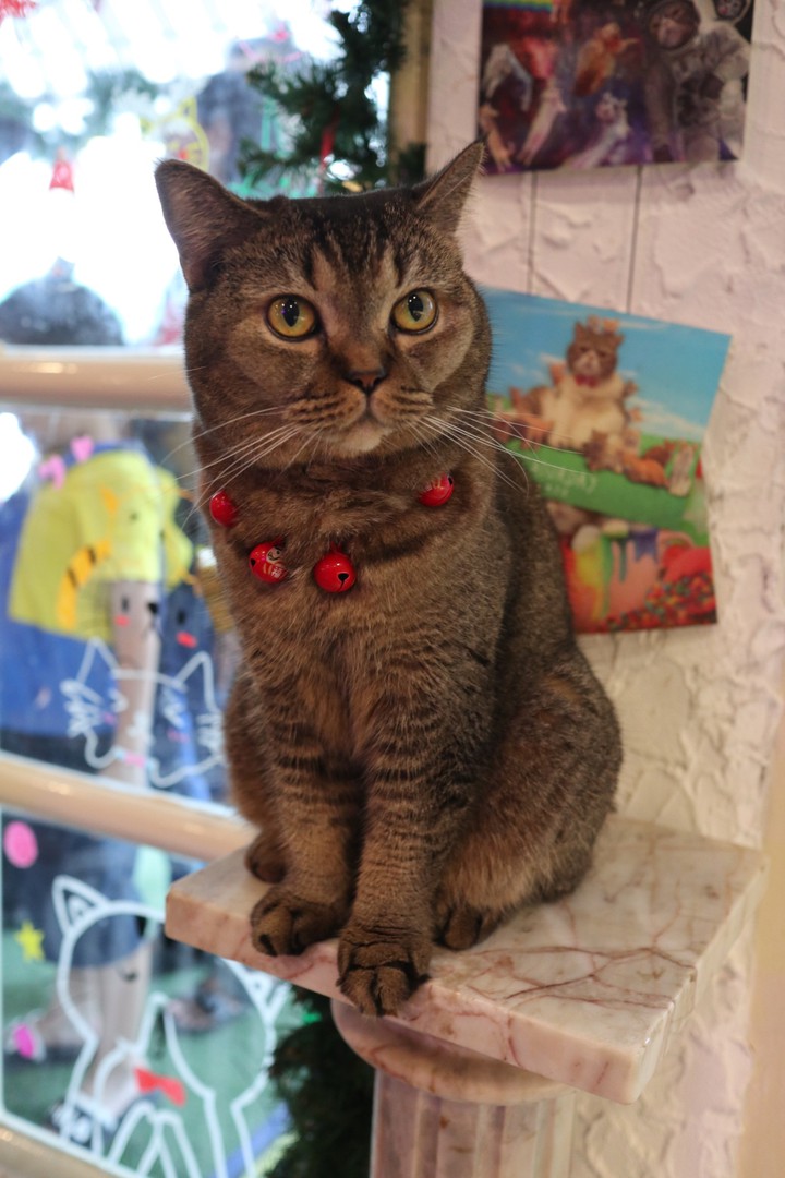 cat
