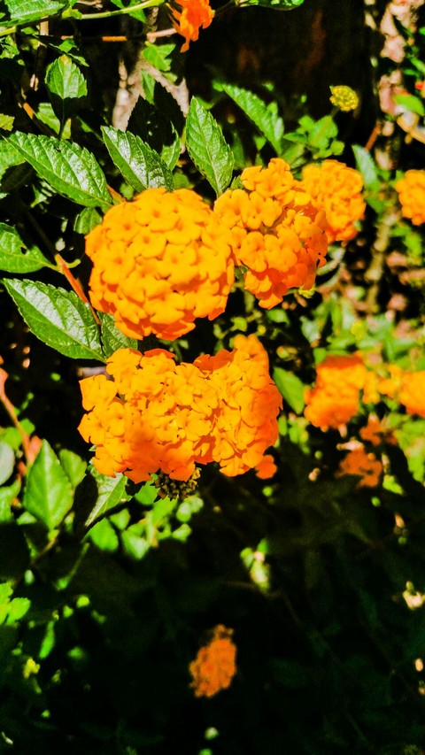 Flor do quintal