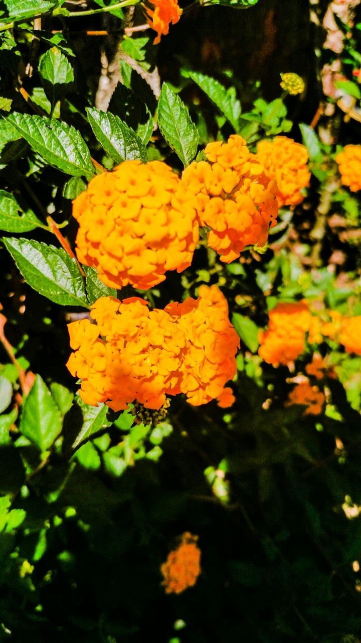 Flor do quintal
