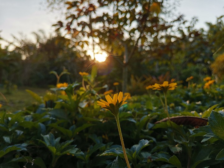 sunshine