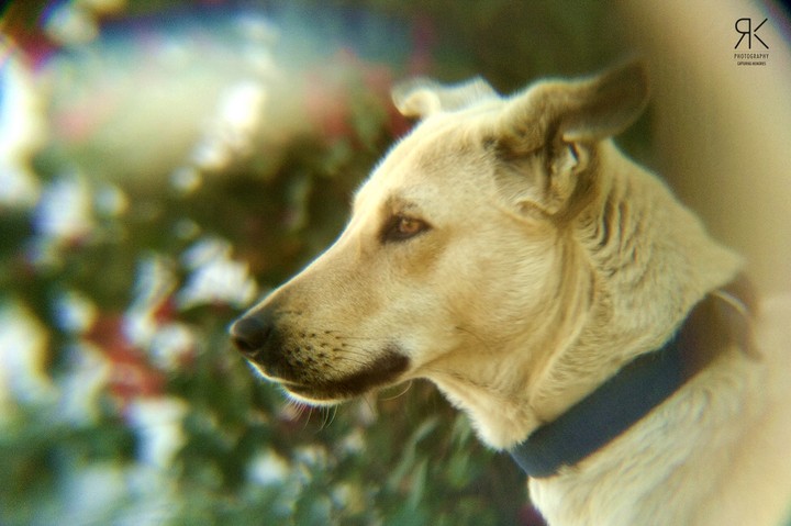 indian dog
