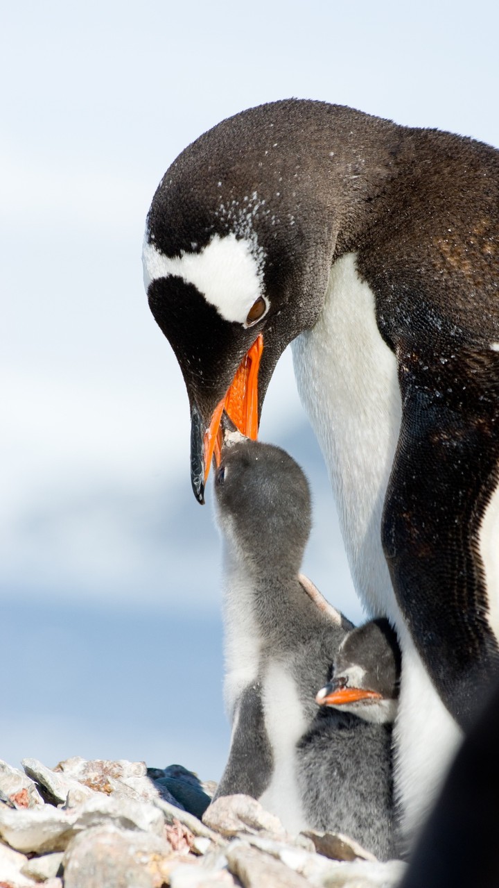 penguin