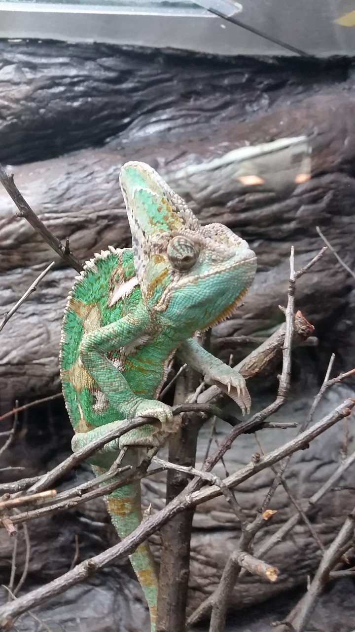 Kameleon