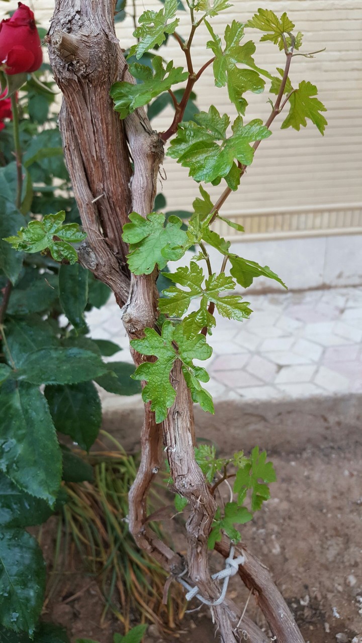 new life