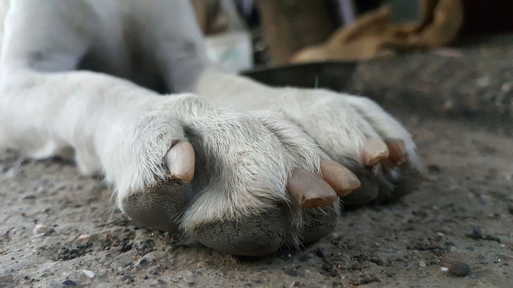 bare foots