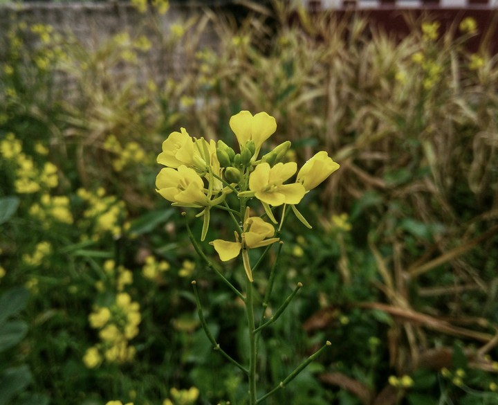 yellow flower
