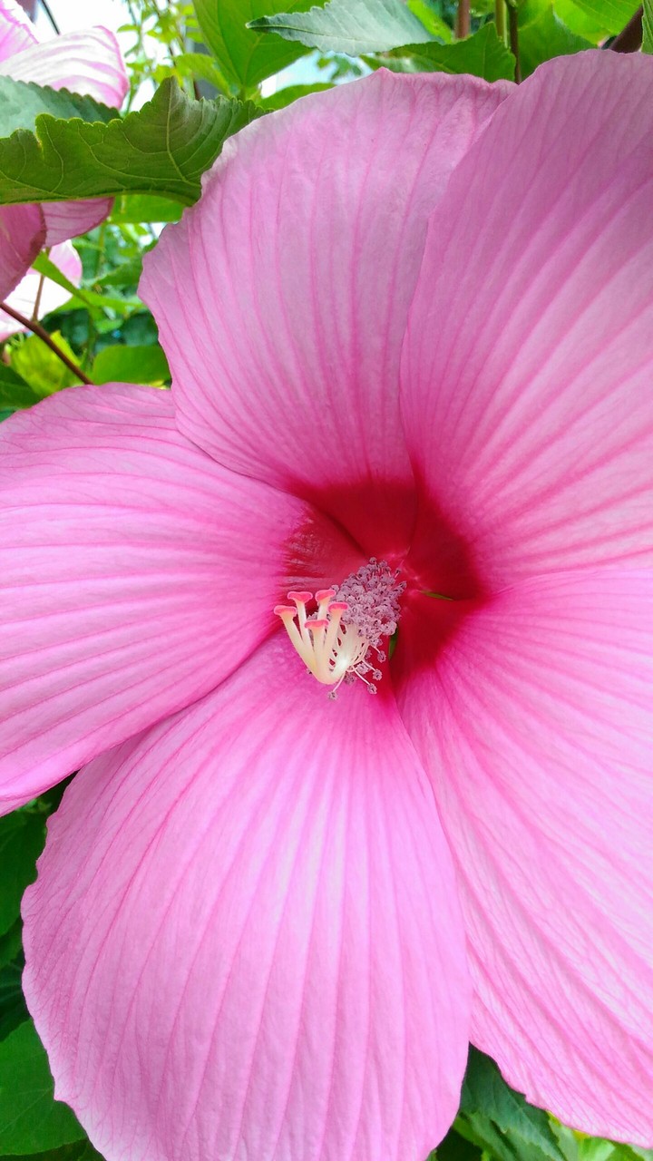 *Inside the flower*
