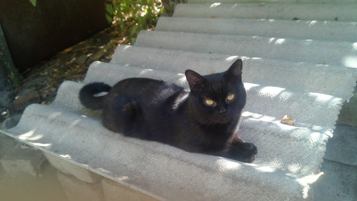 cat