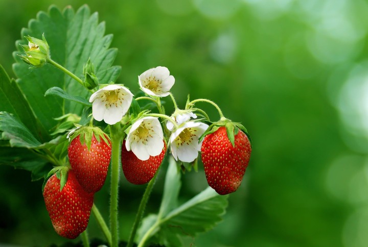 Fraises