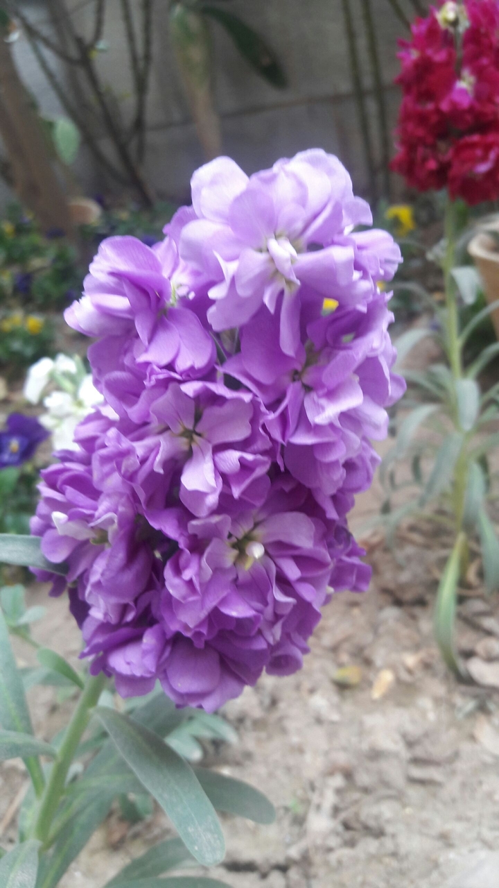 flower