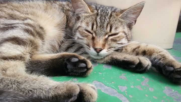 cat