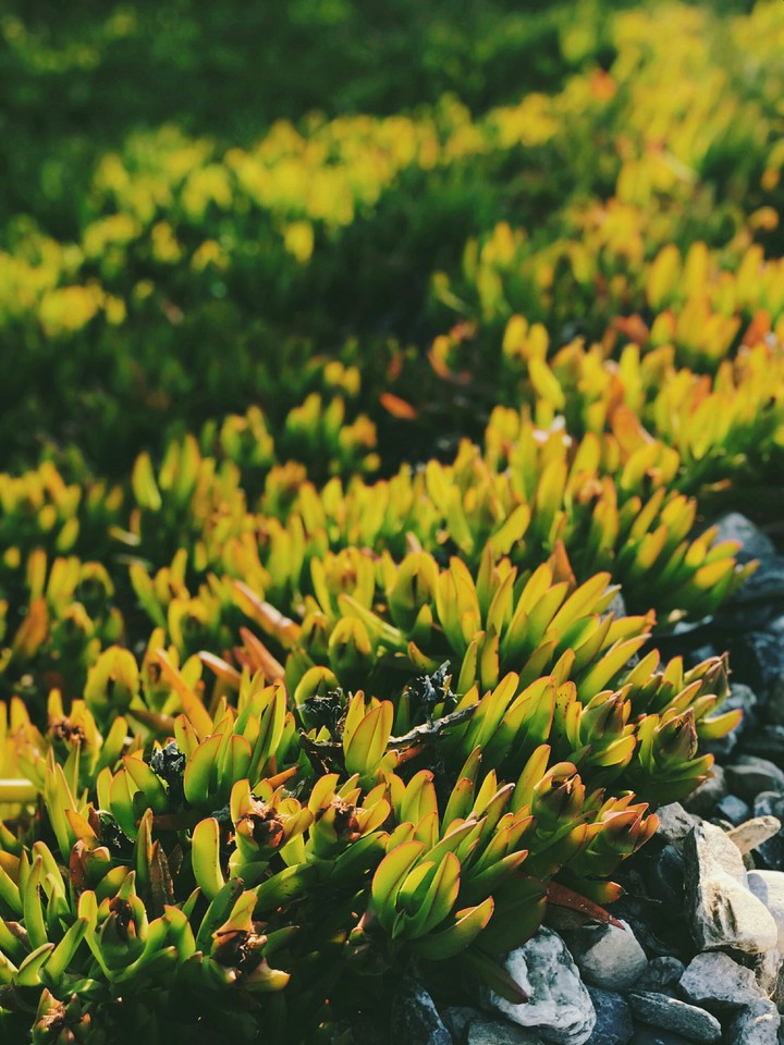 Plants & stones