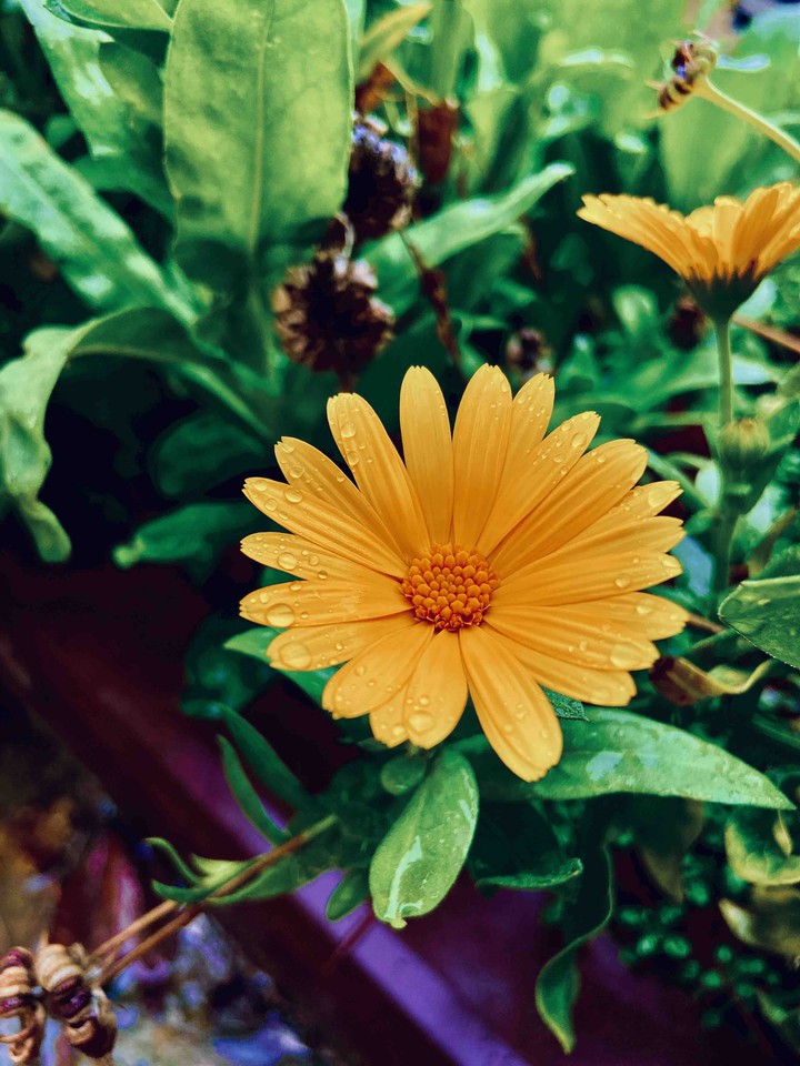 Calendula after the rain