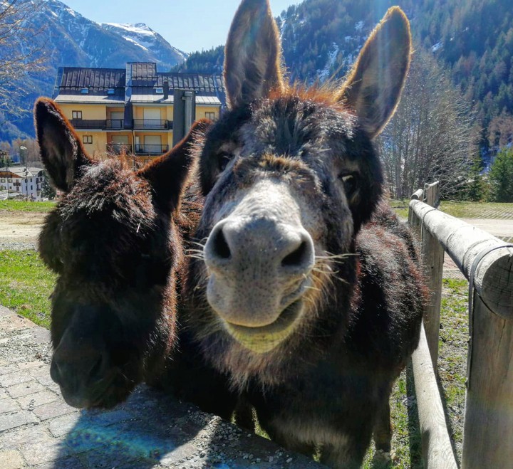 Donkey
