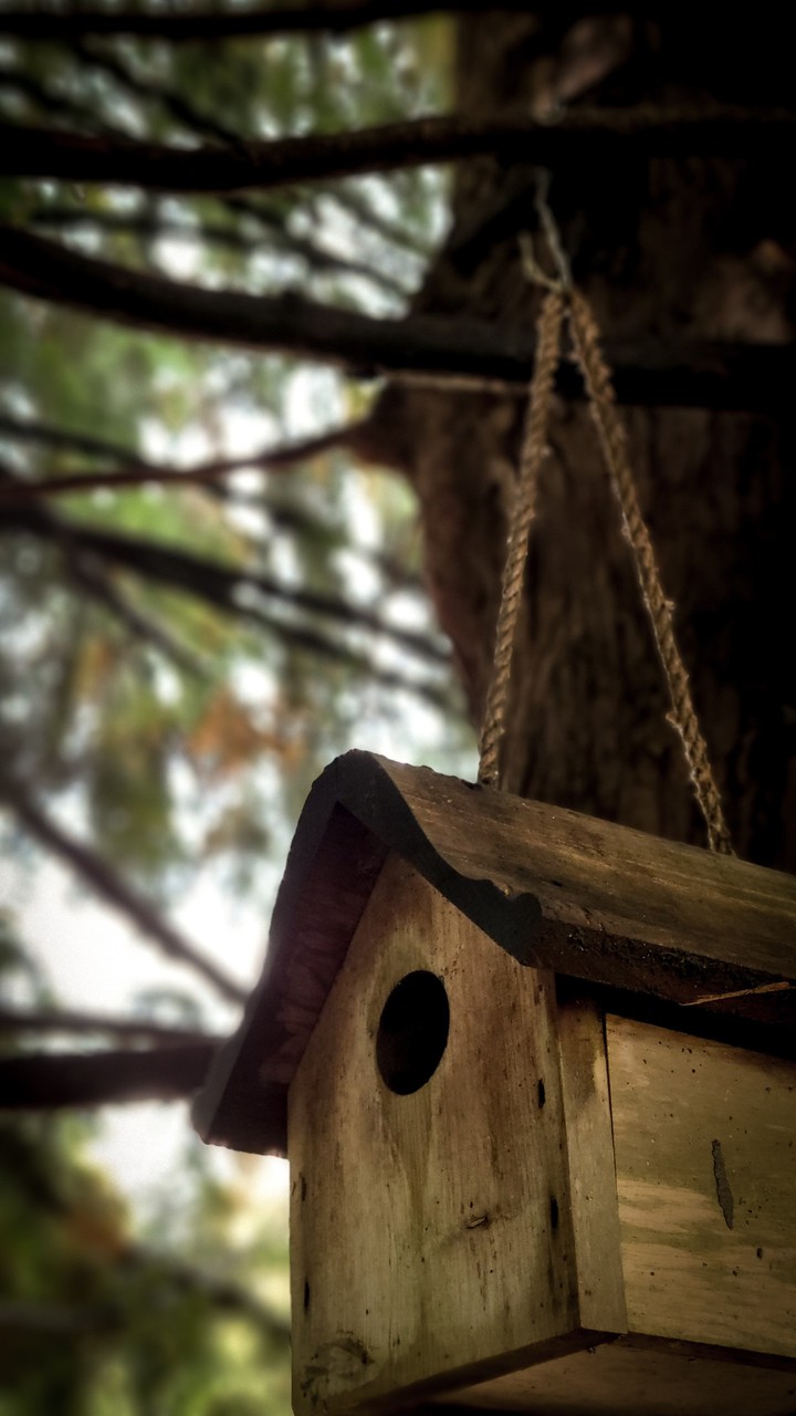 Bird House