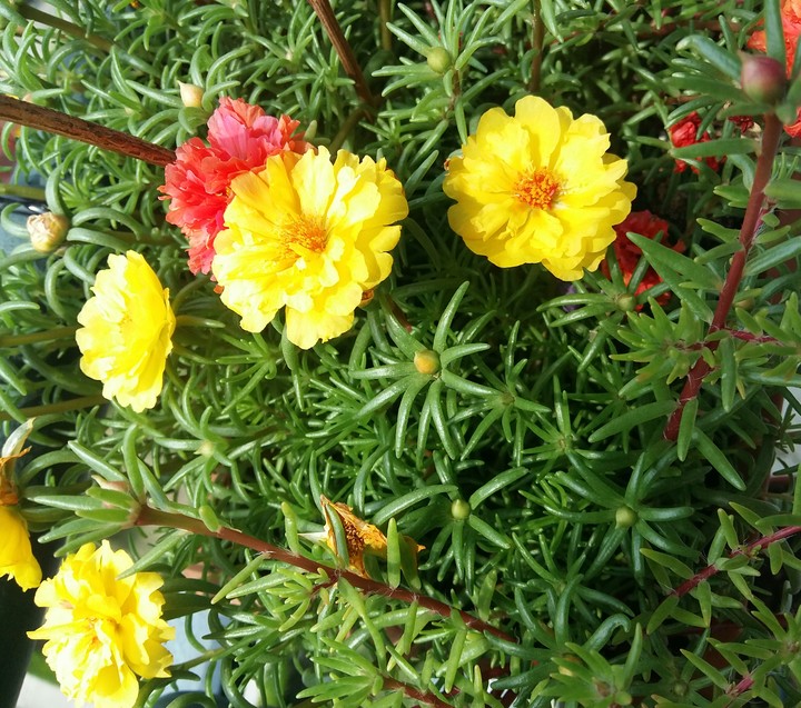 flowerParty