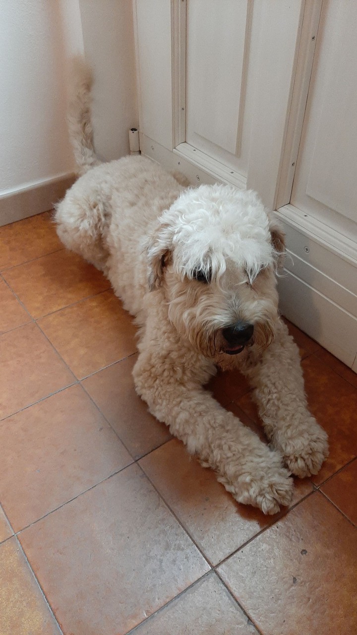 terrier  -   Maui