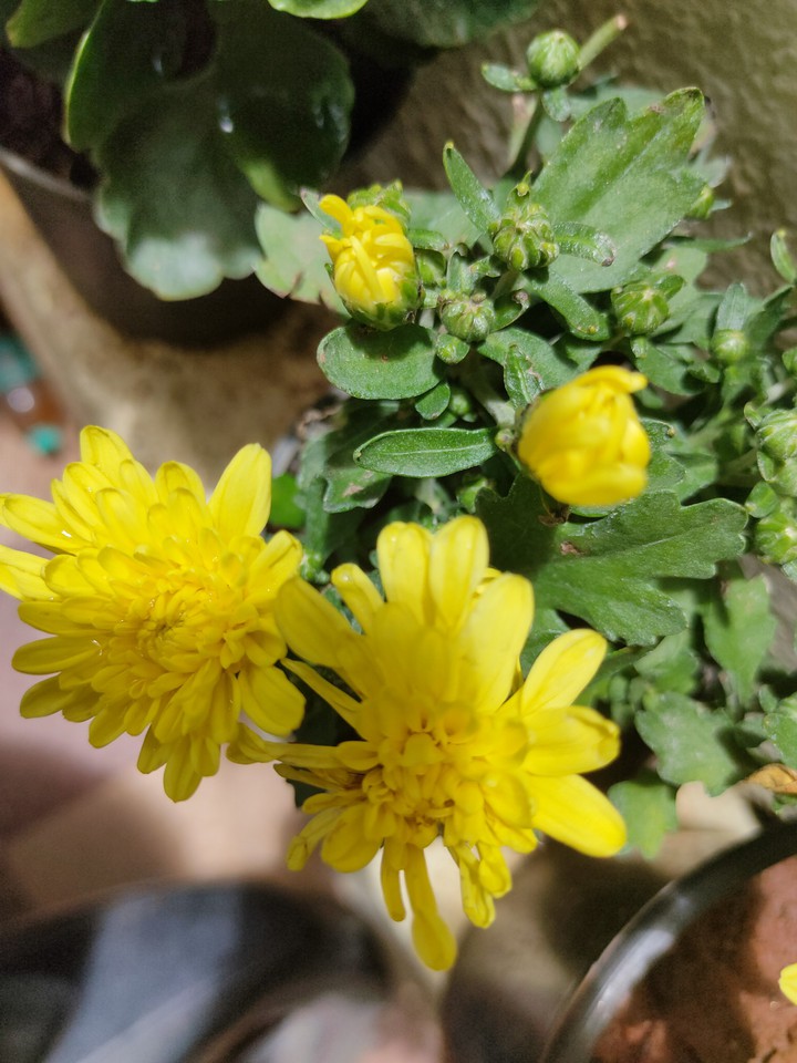yellow  flower