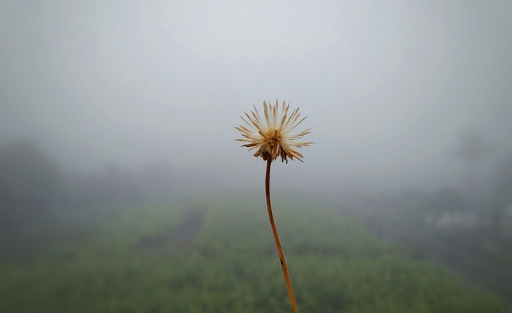 flower in fogg