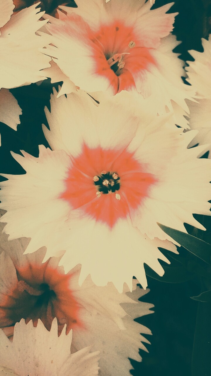 orange life