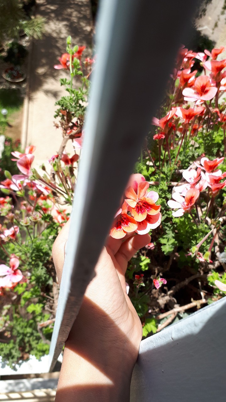 flower