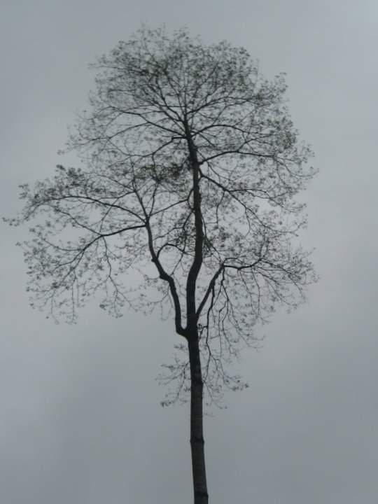 One gloomy day