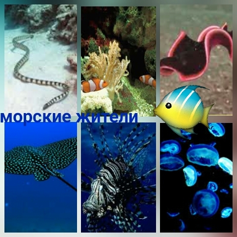 морские обитатели