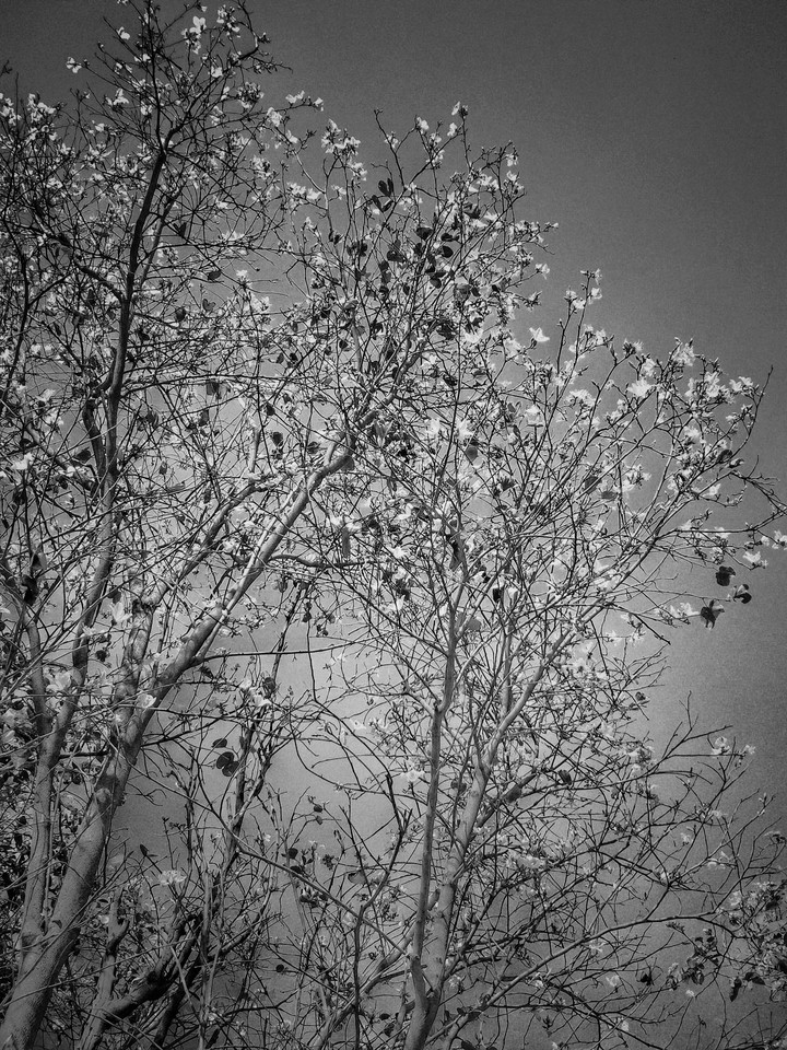 spring nature