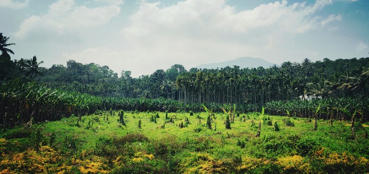 Fields