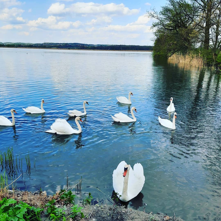 Лебедь