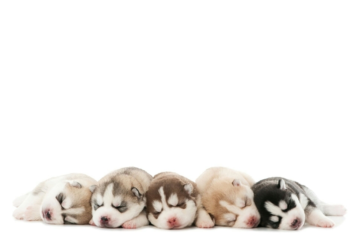Sleeping Puppys