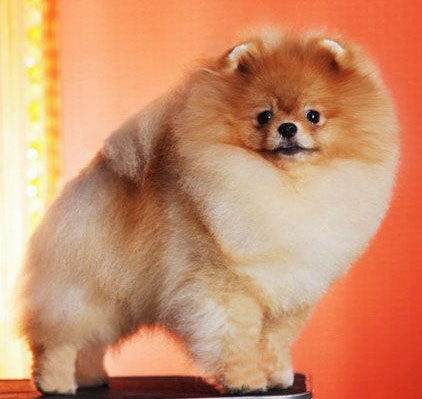 German Spitz ♡ Cute!