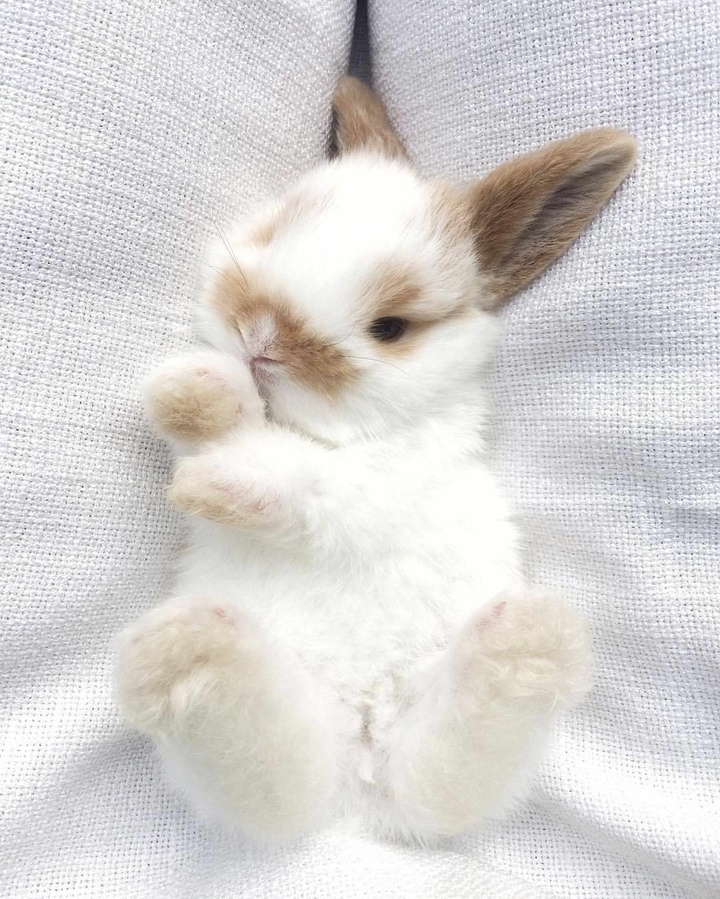 Bunnies