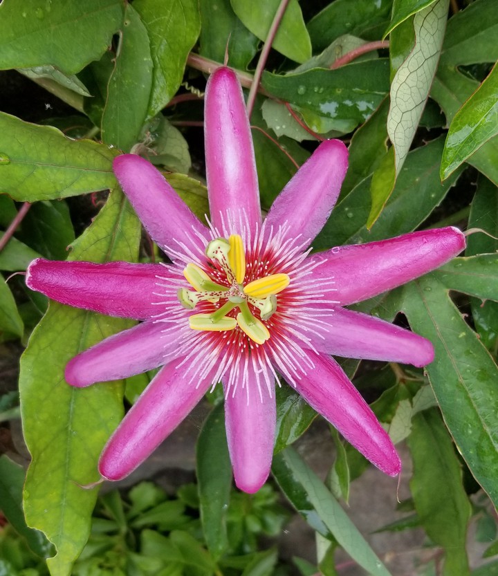 flower