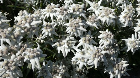 sfondi flower, Blossom
