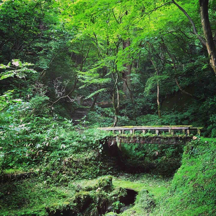 forest