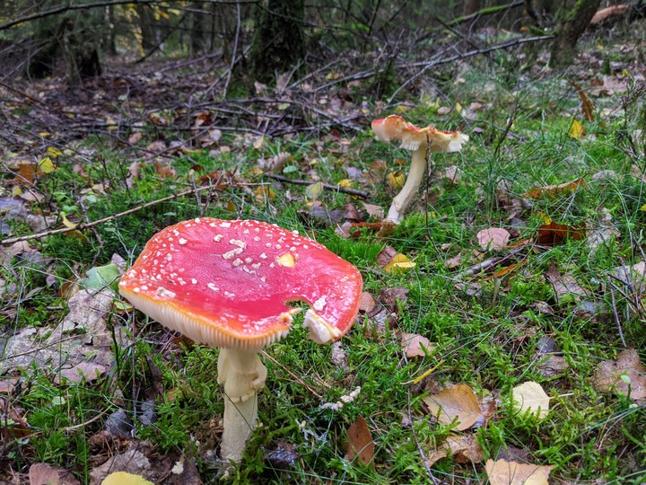 Fliegenpilz