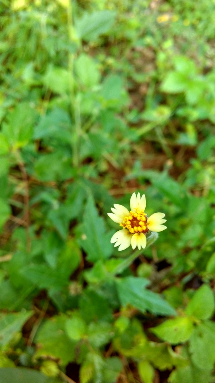 Little