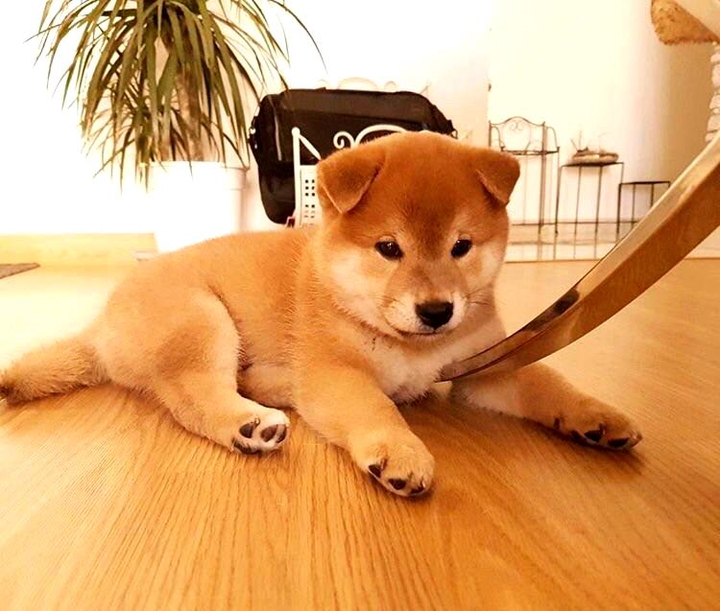 PUPPY