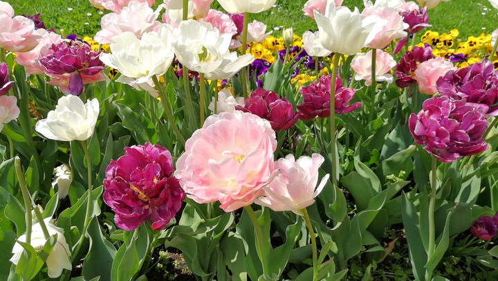 Tulpen im Park, in meiner Stadt