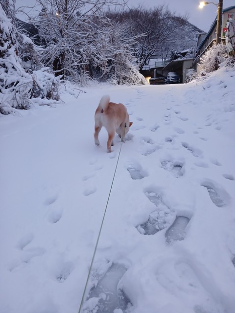 sfondi Carnivore, winter