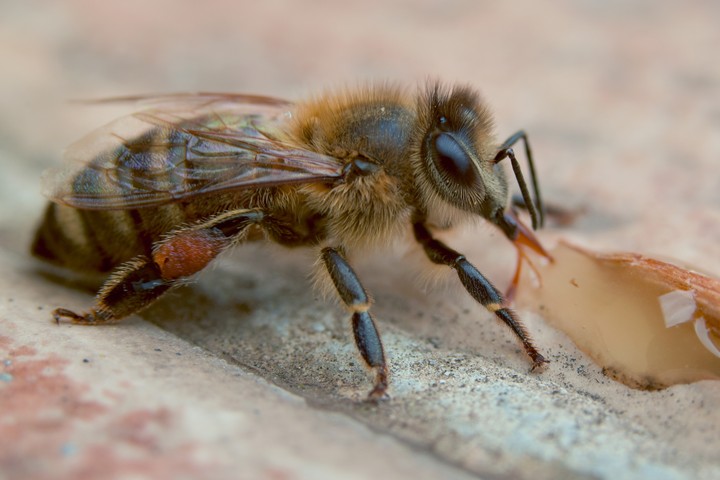 hungry, tired, frozen bee