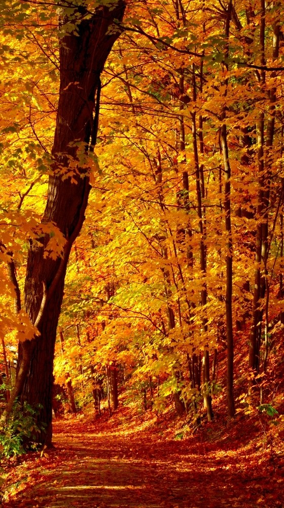 fall leaves.