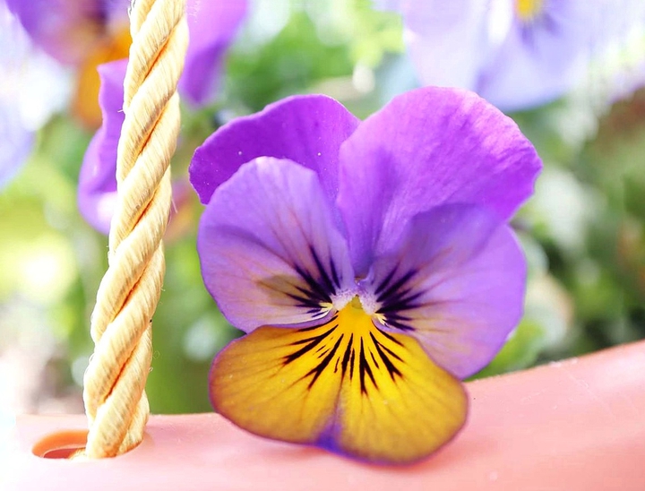 flower