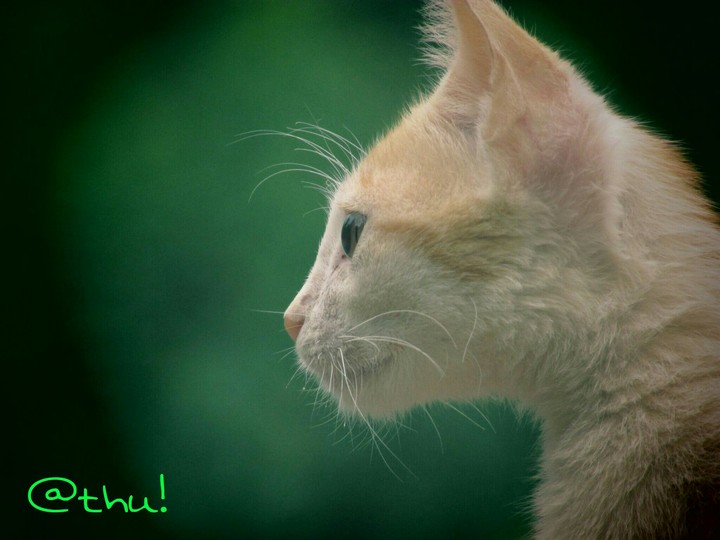 kittieee