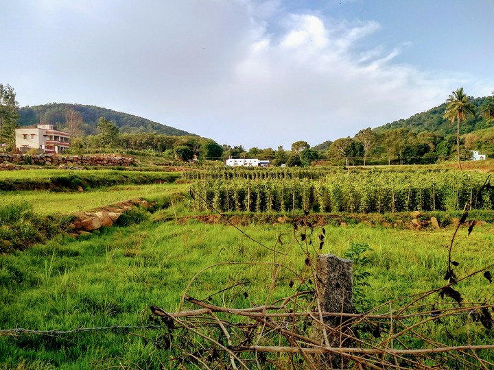 Agriculture