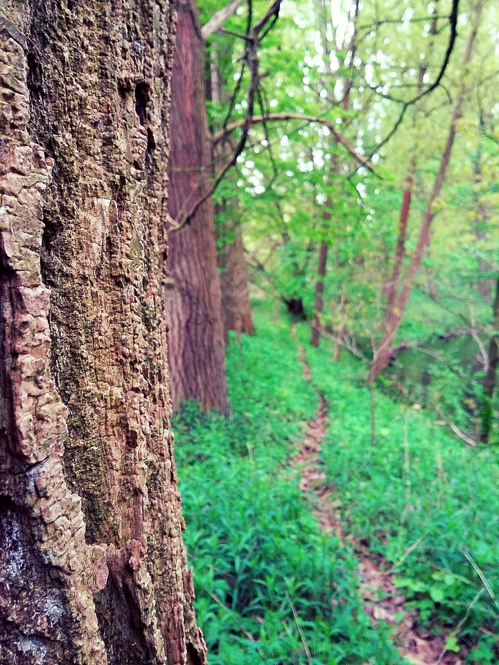 path in a forest.