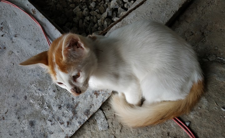 Cat