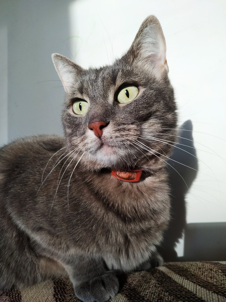 кот